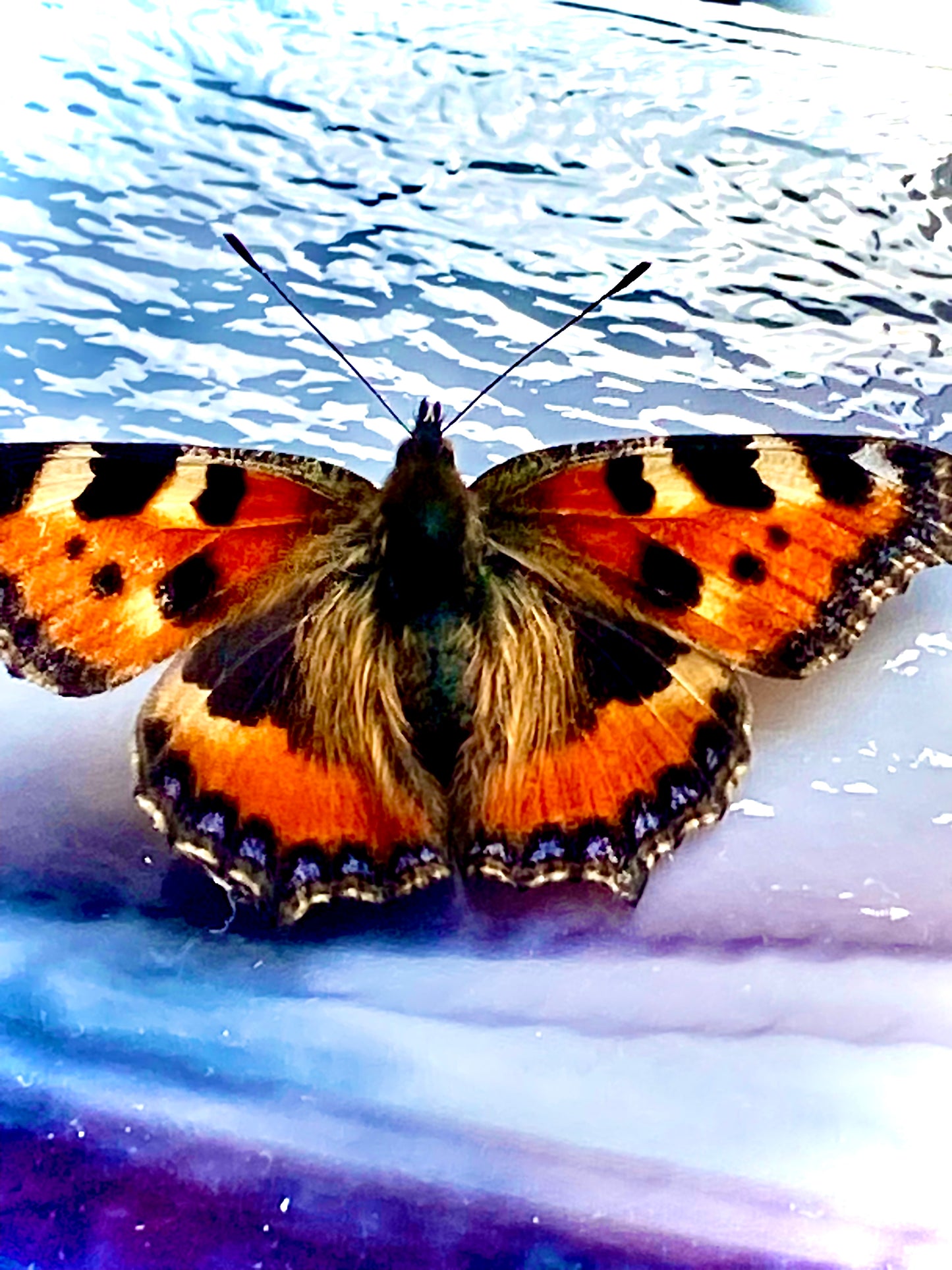 Butterfly