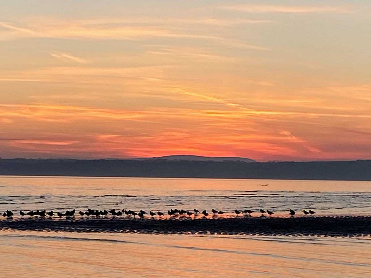 Sunset over a body of water with birds on the shore